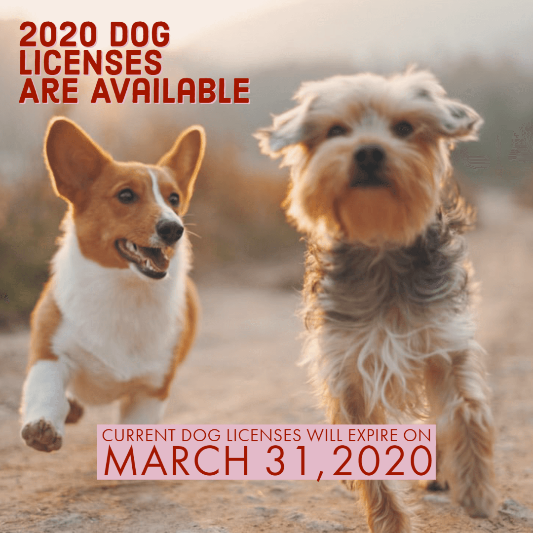 doglicenses